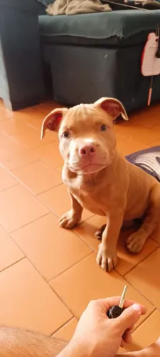 Filhote Macho American Bully Lilac