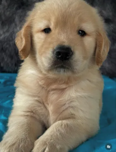Golden Filhotes com pedigree 