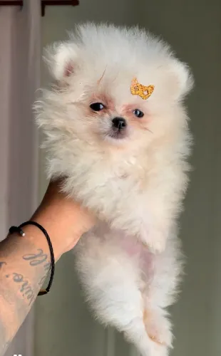 Spitz alemão fêmea