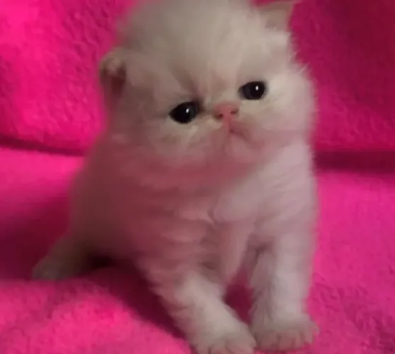 Gato persa e himalaio fêmeas e machos