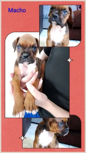 Filhote de boxer