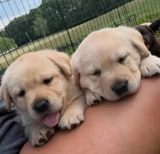Labrador Filhotes Raça Pura.