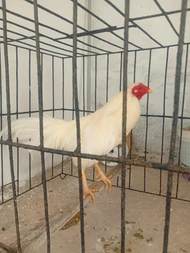 Galo bankiva