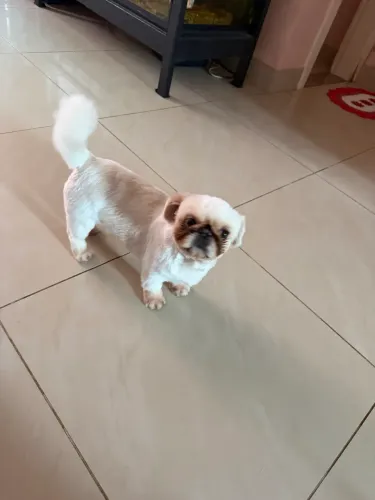 Linda da raça pequenes com pedigree 