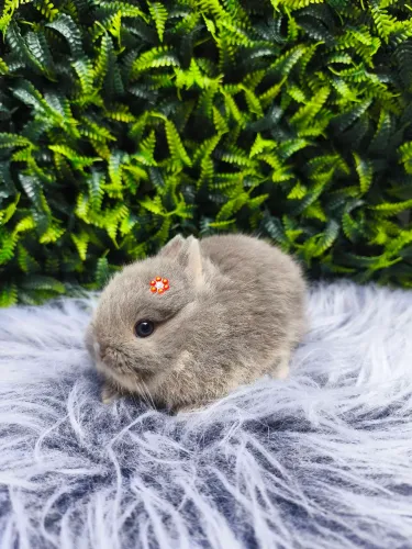 Netherland Dwarf (coelho anão) linhagem importada.