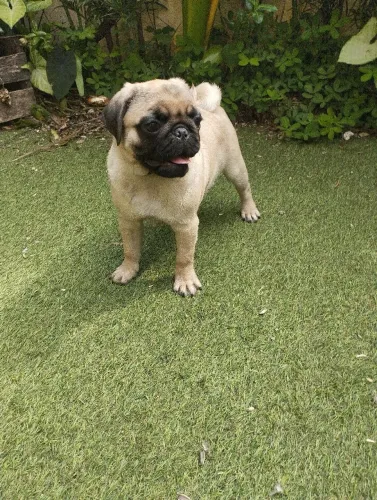 lindos Filhotes de Pugs