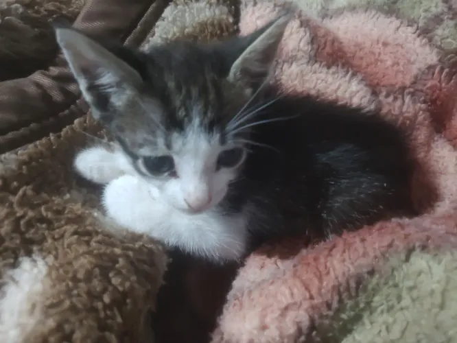 Gatos