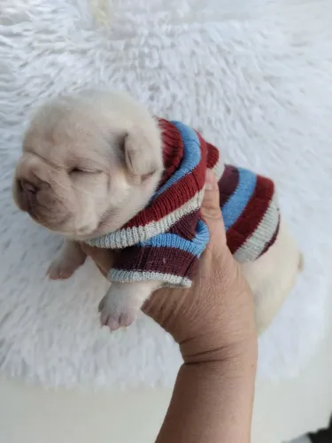 Buldogue francês para presentear no dia dos pais ais