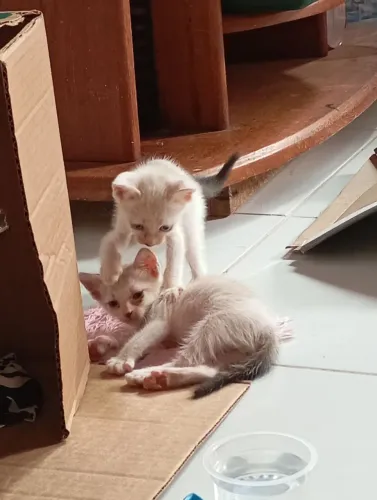 Gatinhos de um mês para doar