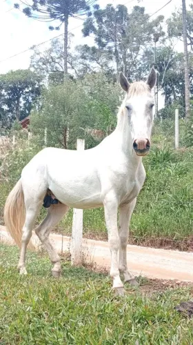 Cavalo para venda ou troca em outro