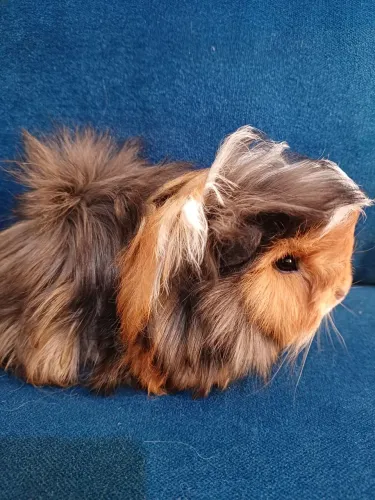 Porquinho da india Peruana