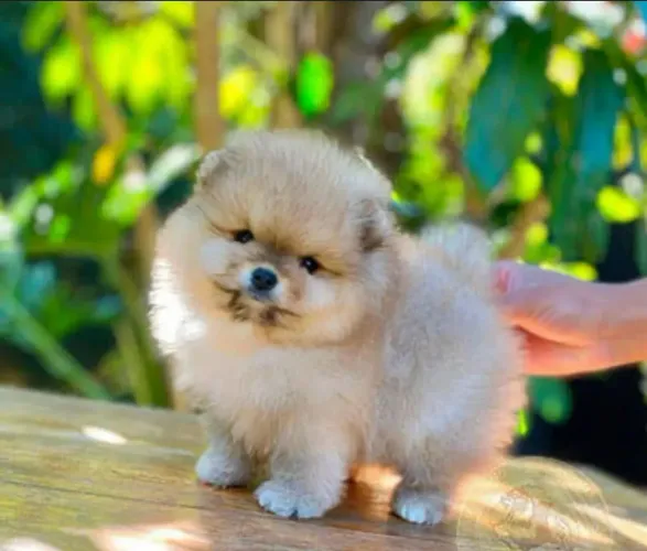 Spiz alemão (lulu da pomerânia)
