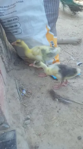 Filhotes de ganso