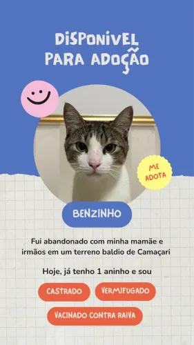 Gatinhos para adoção responsável