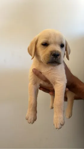 Cachorros