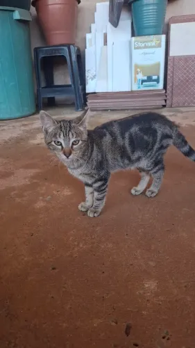 Gatos para adoção responsável 