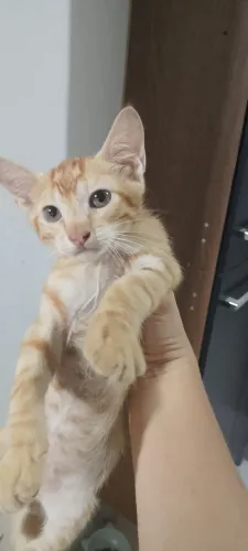 Gato Laranja Macho