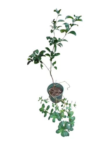 Planta 