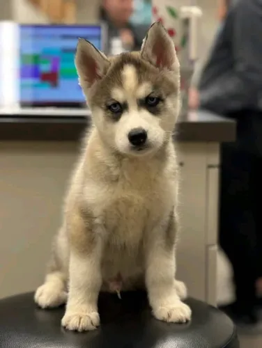 Filhotes de Husky Siberiano | Amor que preenche a vida.