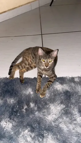 Doação Gata Rajada Fêmea