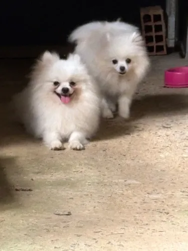 Lulu da pomerania casal