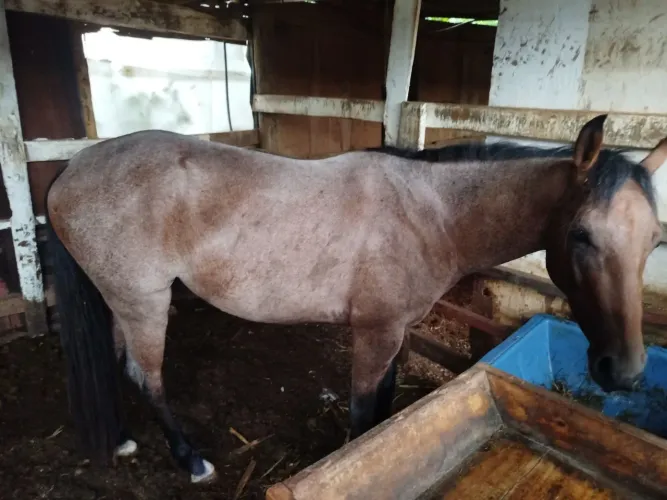 Cavalo QM registrado