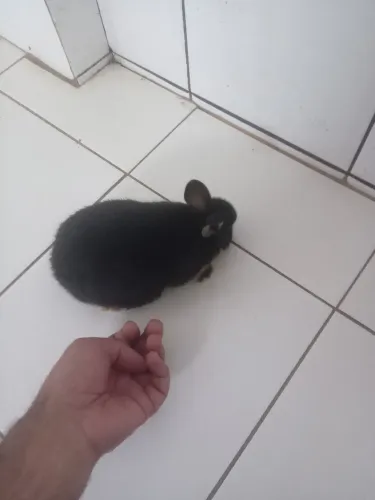 Vendo filhote coelho anões