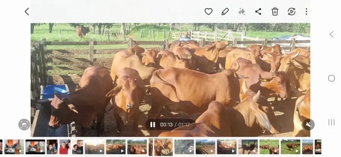 Vacas sindi p.o registradas 