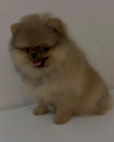 EXCLUSIVA FÊMEA LULU DA POMERÂNIA BLACK TAN