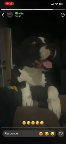 filhote de pitbull americano