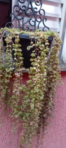 Planta com vaso pendente