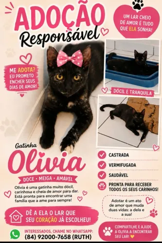 Gatinhos para adoção responsável