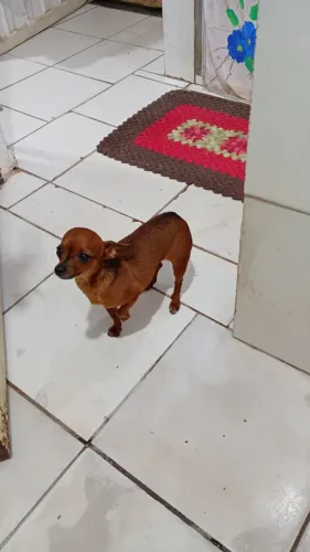 Vende-se uma pinscher 0 tem 1 ano e 7 meses valor 1600