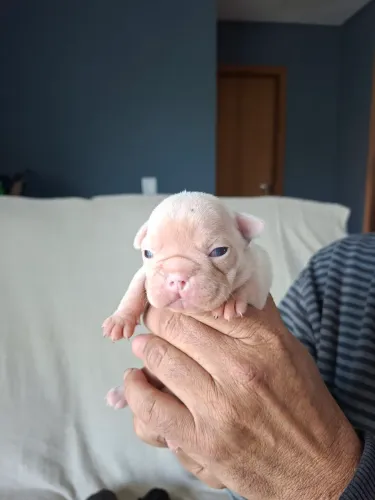 Filhote de bulldog francês