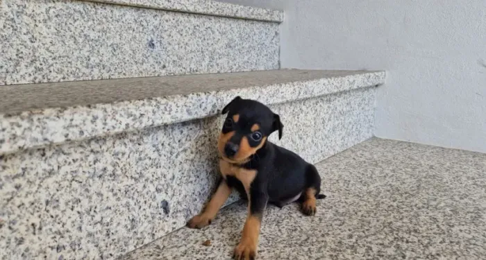 Pinscher - Conheça Nossos Filhotes em Loja Física