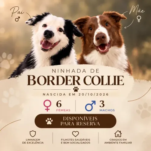NINHADA DE BORDER COLLIE - RESERVAS ABERTAS! 