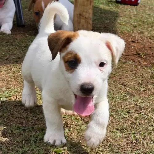 Jack Russel Macho e Fêmea