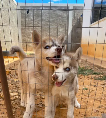 Filhotes de Husky Siberiano