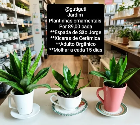 Plantas ornamentais em xícara de porcelana 03 por R$99,99