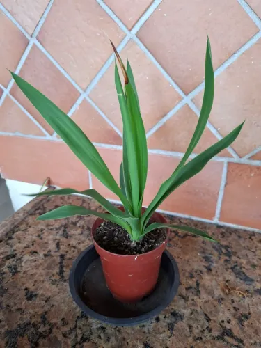 Muda planta yucca