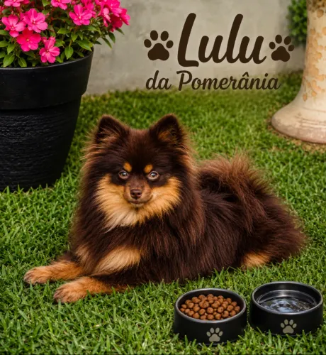 Spitz Alemão