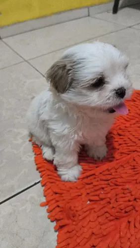 Shihtzu macho