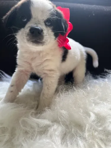 Doação de filhotes fofinhos 