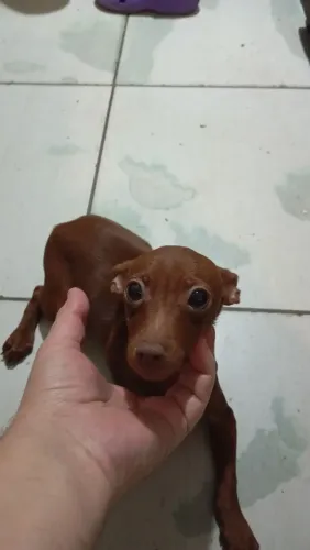 Pinscher fêmea 