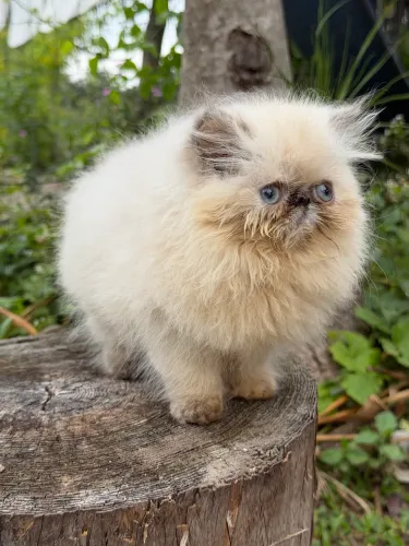 Gata persa linhagem show 