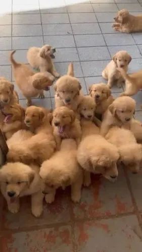 Golden para doação - * chamar Zap
