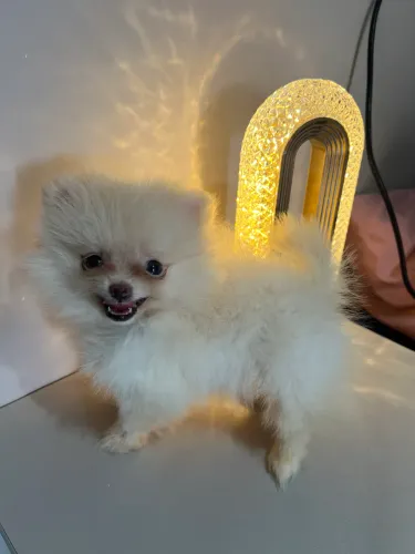 Princesinha