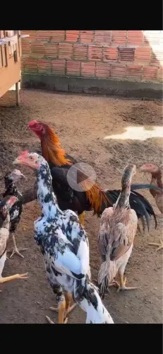 Frango/a e galo
