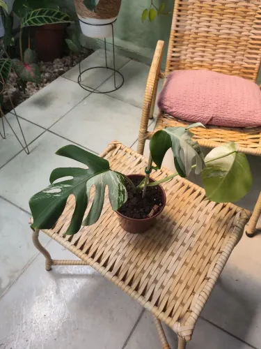 Vendo mostera albo variegata como muita variegacao