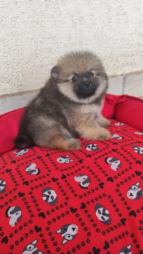 Spitz alemão fêmea